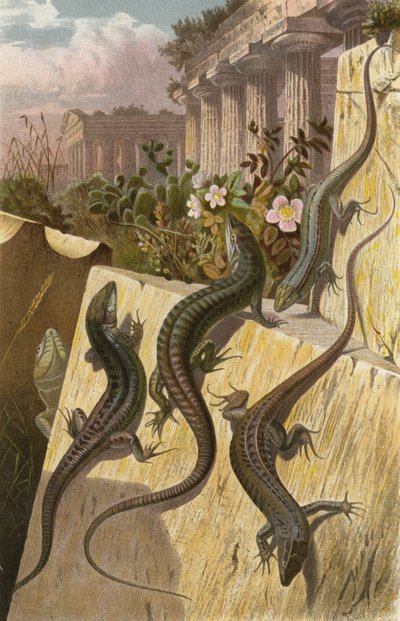 Wall Lizard by European School
